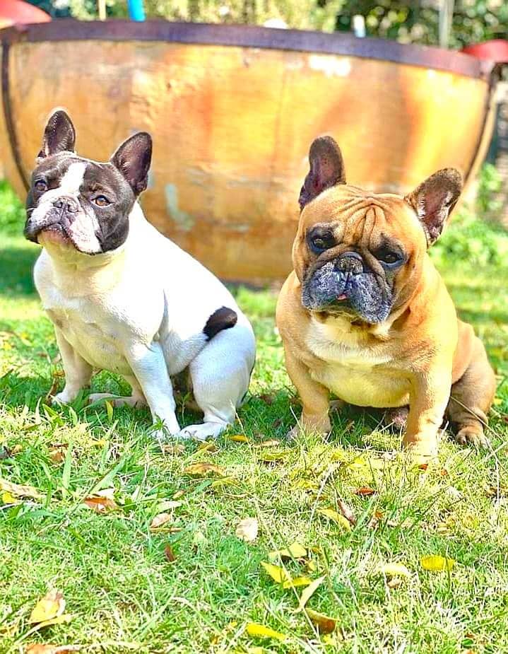 The French Bulldog reigns supreme in the hearts of New Yorkers