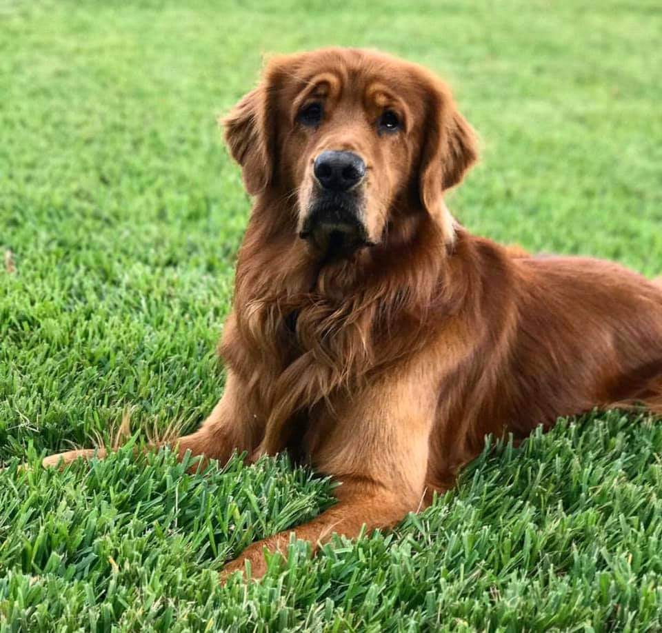 Golden Retrievers are the embodiment of friendliness and loyalty