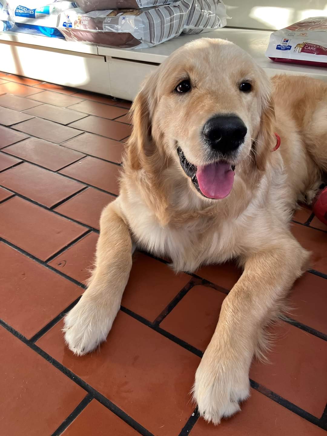  America’s favorite breed is Labradors 